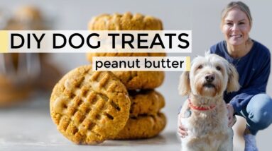 HOMEMADE DOG TREATS | easy DIY dog treats recipe